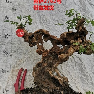 黄荆老桩小型盆景大山舍利镂空碳化熟桩带盆栽好绿植阳台精品实拍