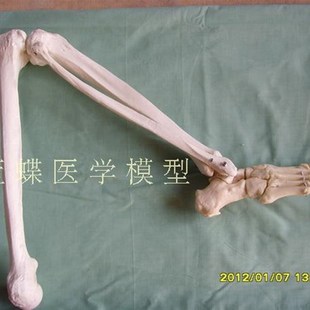 厂家直销人体骨骼上肢骨 肩关节 肘关节尺骨桡骨 手骨 模型 标本