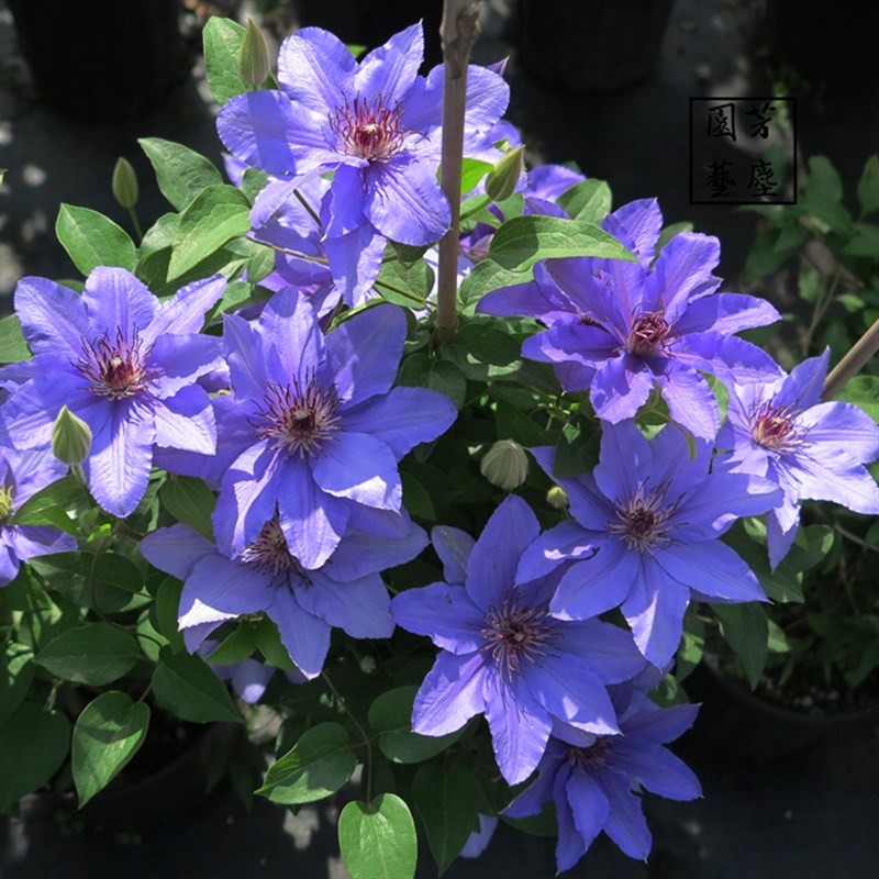 铁线莲爬藤植物盆栽重瓣大花大苗庭院阳台藤本攀援花卉多季开带花