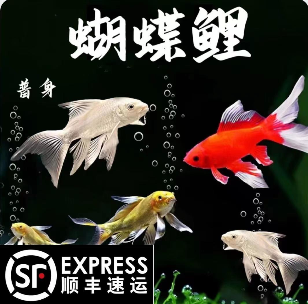 台湾纯种蝴蝶鲤观赏鱼贵妃