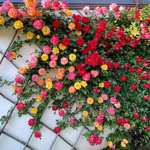速发藤彩虹藤本月季花绿盆栽爬藤植物四季开苗卉庭院玫瑰蔷薇爬墙