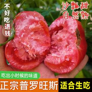 新鲜现摘攀枝花沙瓤西红柿当季 新鲜自然熟非普罗旺斯水果大番茄