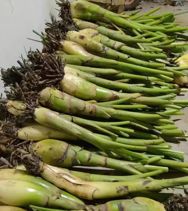 买一送一云南特产花卉地涌金莲红莲花苗易活食用净化空气绿植包活