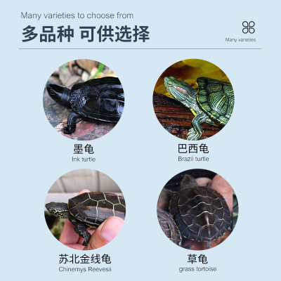 极速可孵化乌龟蛋中华草龟活体花龟受精蛋学生宠物小乌龟活物