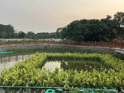 水培漂浮板人工生态浮床生态浮岛人工浮床水上种植生态浮床水上种