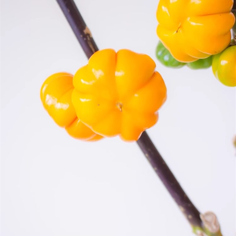 速发观赏小南瓜番茄鲜切枝云南直发真花插花水培鲜切花南瓜树花束