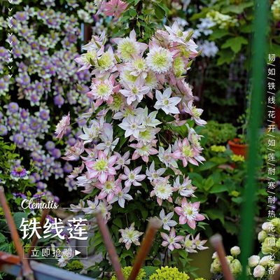 速发藤本皇后铁线莲盆栽花苗大河乌托邦等爬藤拱门重瓣大花花卉