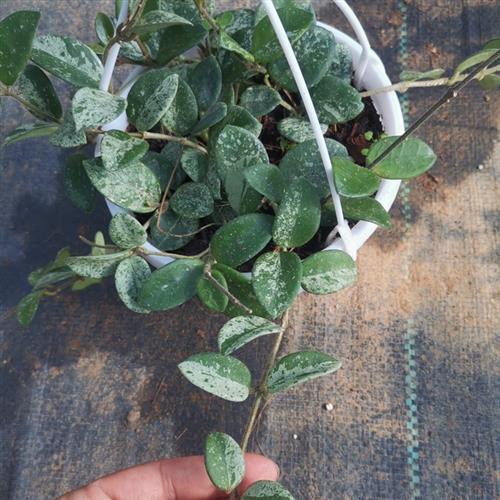 新品球兰花盆栽 室内爬藤垂吊植物花卉 杂交匍匐球兰 球兰大苗 带