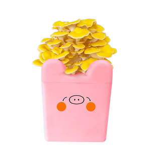 卡通款平菇蘑菇种植菌包袋盒桶装阳台种养观赏食用菌盆栽室内菌棒