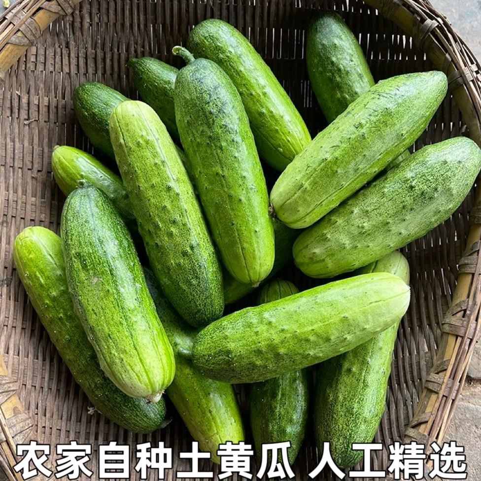 湖北宜昌土黄瓜旱黄瓜黄皮黄瓜生吃新鲜吊瓜青瓜农家自种当季蔬菜