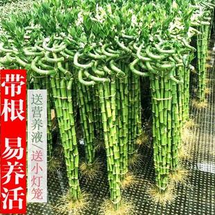 带根富贵竹转运竹水养植物盆栽客厅弯竹龙竹竹子招财水培绿植带土