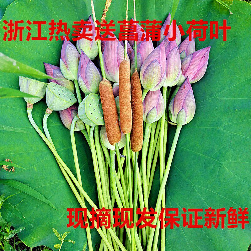 现货速发新鲜荷花莲蓬真夏季水生花卉花骨朵切花花苞插花观赏供佛