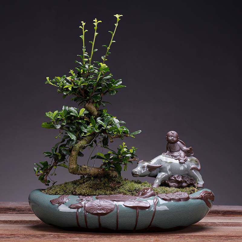 现货速发福建茶老桩盆栽花卉小叶榕树盆景植物四季花草绿植小榕树