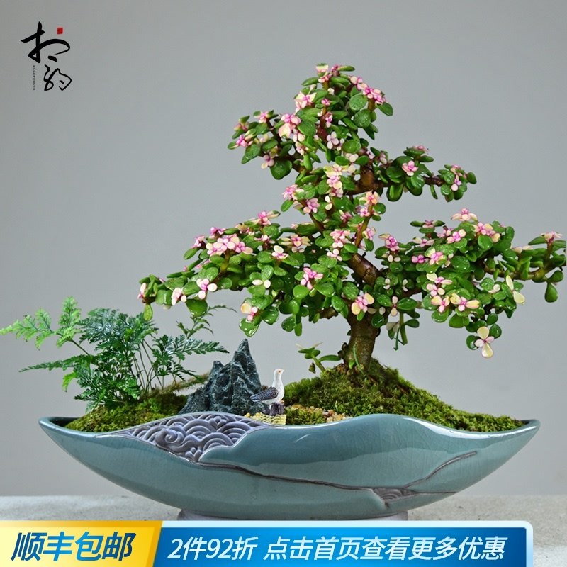 现货速发金枝玉叶盆栽老桩造型多肉盆景植物办公室内四季好养易活