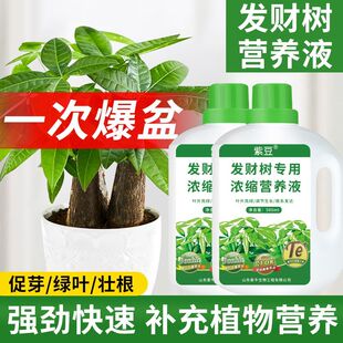 室内盆栽发财树专用营养液通用型水培发财树营养液叶子发黄掉叶