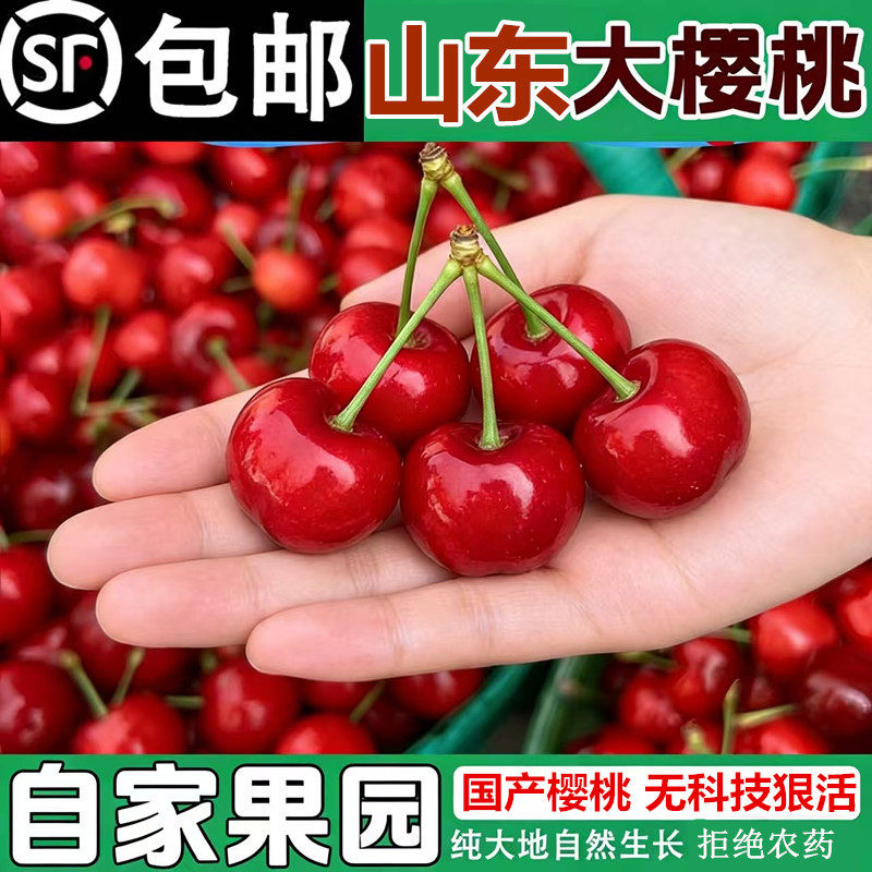 山东大樱桃国产车厘子五斤整箱脆甜当季孕妇水果露天新鲜
