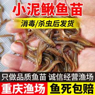 台湾小泥鳅苗鲜活苗乌龟龙鱼虎鱼草鱼黑鱼活体饲料鱼筏钓淡水鱼苗