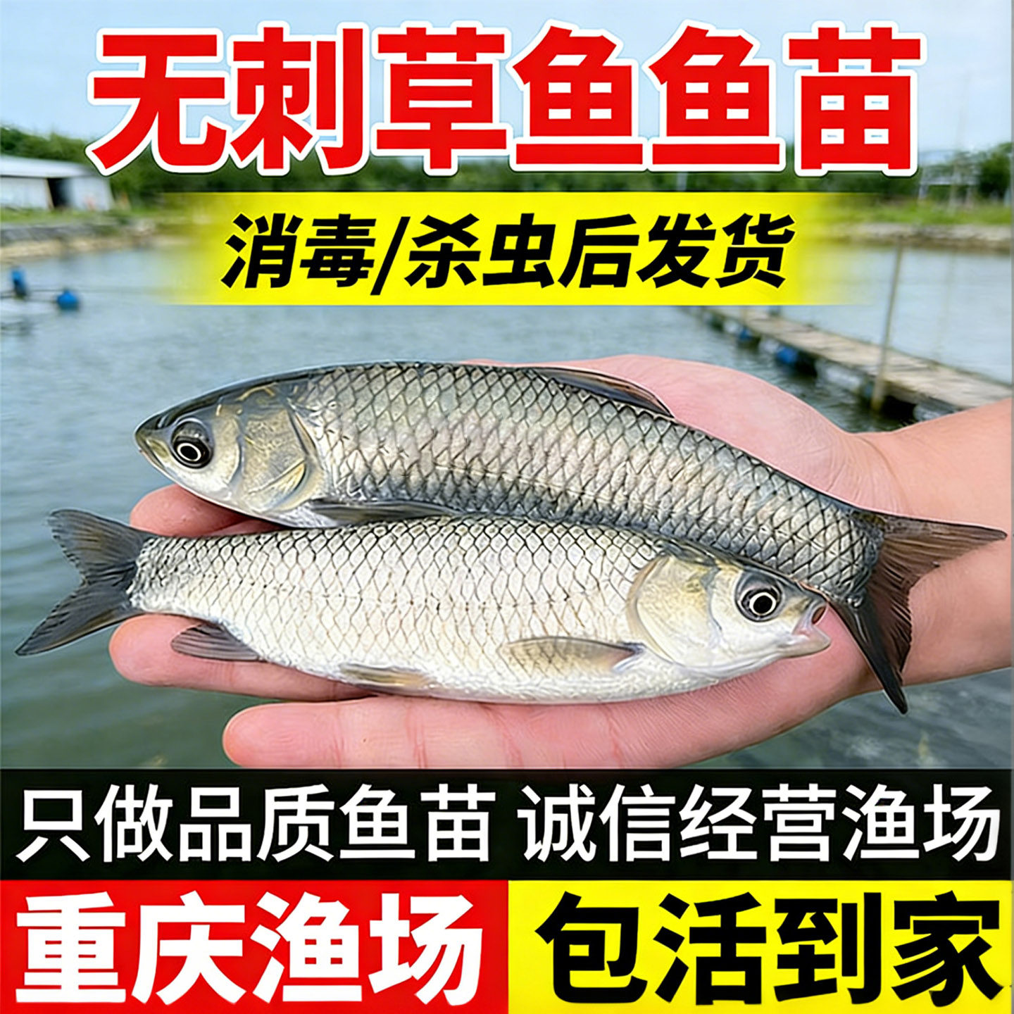 草鱼鱼苗活体小草鱼淡水养殖鲩鱼批发本地特大号半斤鲜活大草鱼苗