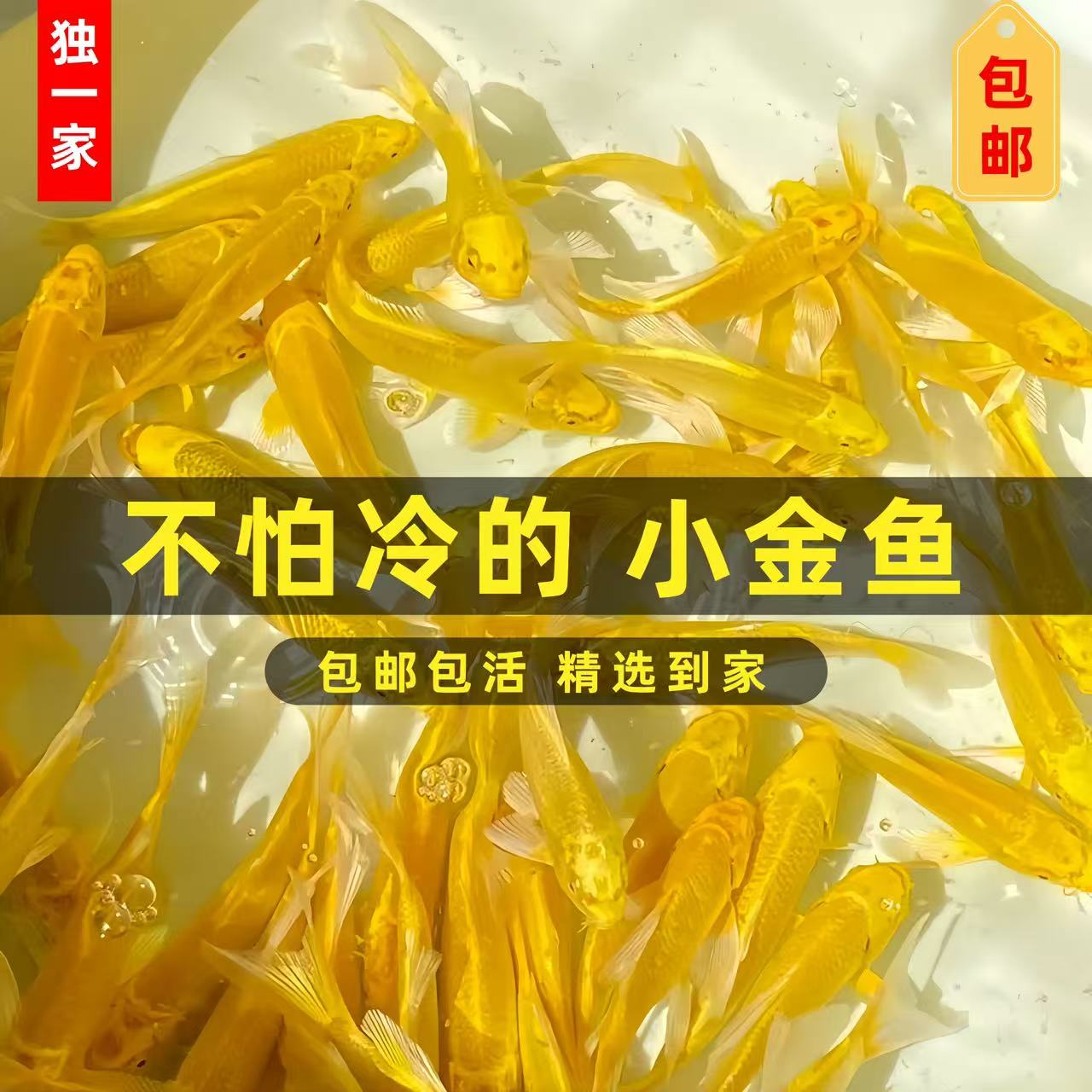 精品冷水小金鱼观赏鱼黄金锦鲤