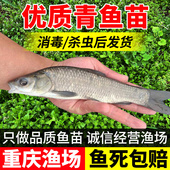 螺丝青鱼苗黑皖鱼大快型草鱼苗鲫鱼苗四大家鱼苗养殖活体鱼苗包活