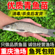 螺丝青鱼苗黑皖鱼大快型草鱼苗鲫鱼苗四大家鱼苗养殖活体鱼苗包活