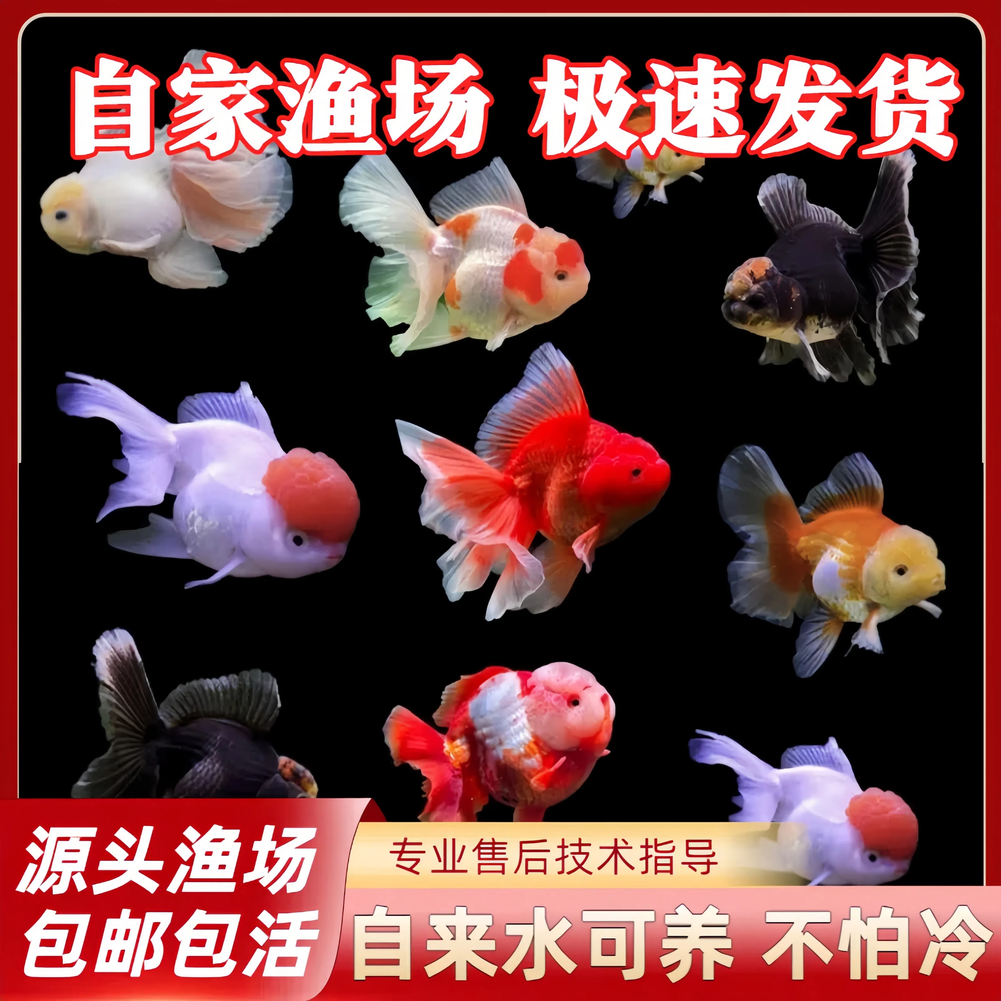 包活金鱼活鱼小型观赏鱼淡水新手易养活冷水活体鱼狮子头兰寿鱼苗