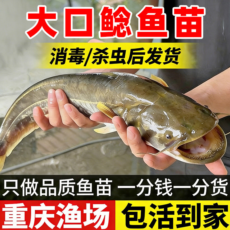 大口鲶鱼苗淡水养殖食用二须凶猛鲶鱼苗大型冷水鱼南方大口鲶鱼苗