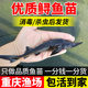 鲟龙鱼苗淡水养殖鱼缸鱼塘中华观赏鱼活体尖嘴鲟大型冷水鱼鲟鱼苗