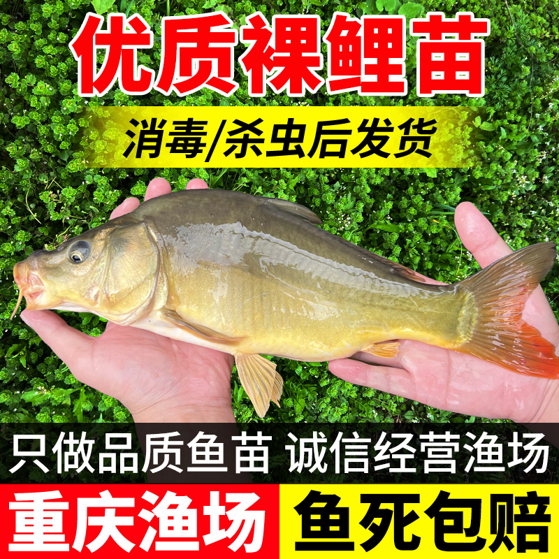裸鲤鱼苗三道鳞无甲无鳞淡水养殖