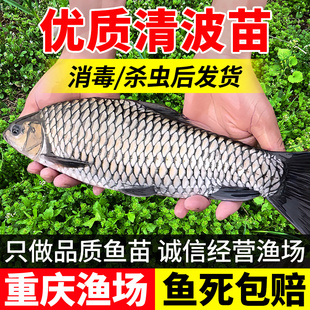 清波鱼苗中华倒刺鲃乌鳞鱼淡水养殖食用特种名贵鱼种重庆本地稀有