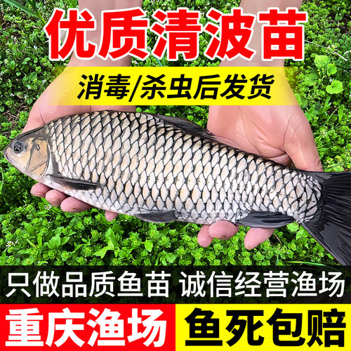 中华倒刺鲃淡水清波鱼吃草吃浮萍
