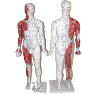 极速人体针灸模型经络穴位模型 经络通模型X半边肌肉针灸