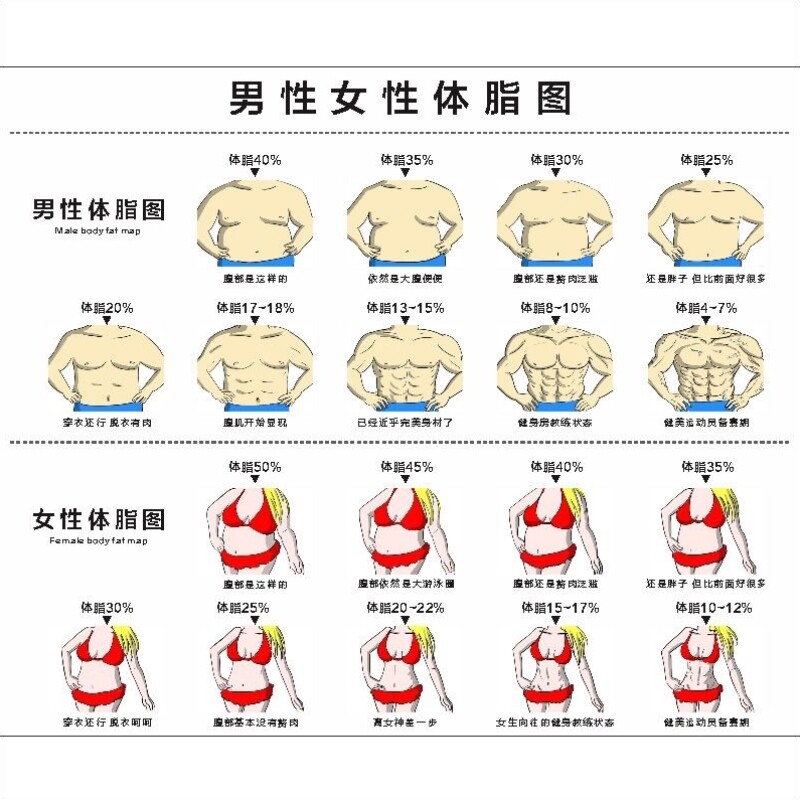 极速体态评估表墙贴健身房体测网格纸瑜伽馆私教姿势Y体位体脂图