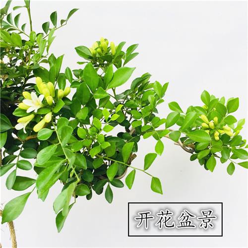 极速九里香盆景 阳台庭院盆栽z开花结果带香味提根悬崖式老桩紫檀