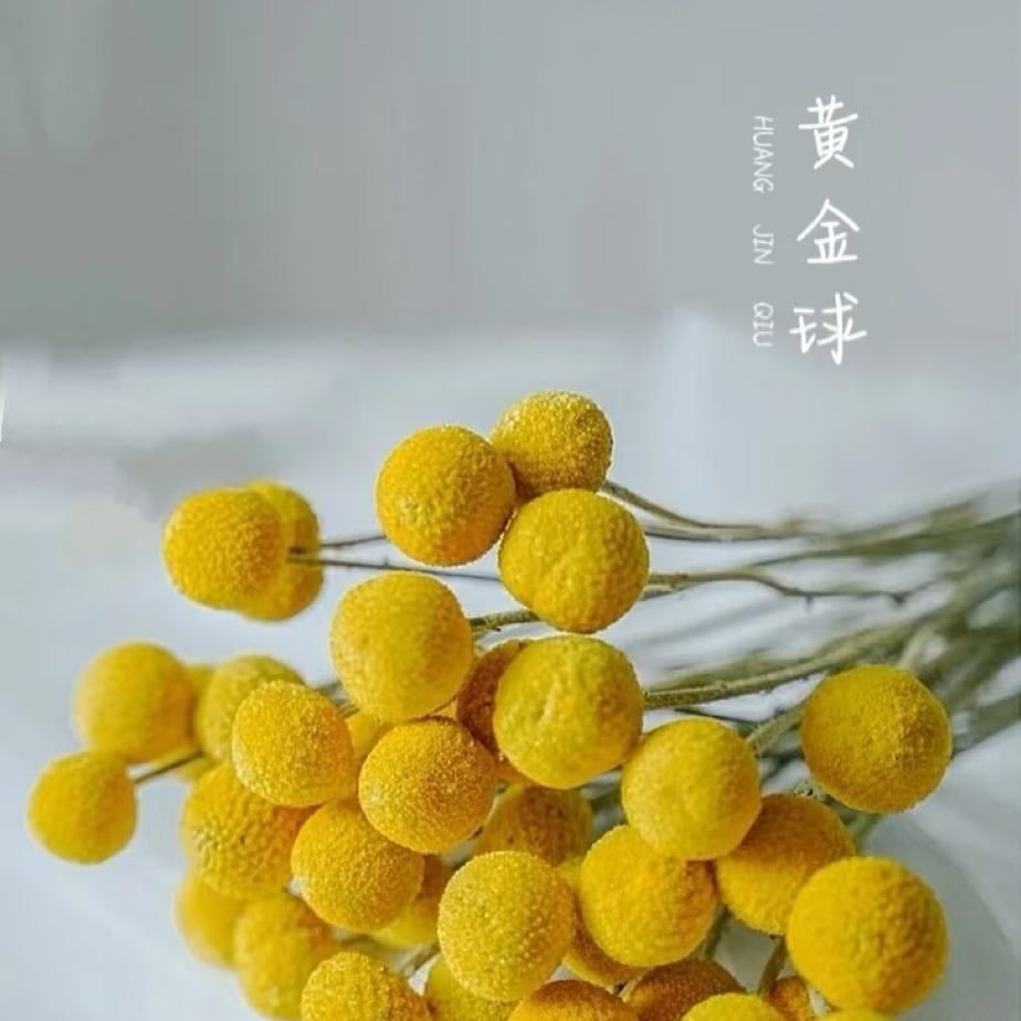 50cm黄金球鲜花大果顺丰包邮