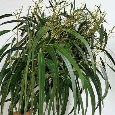 【空运包邮】尤加利桉树叶鲜花可做干花云养花