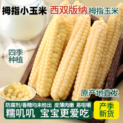 央妈推荐云南西双版纳拇指小玉米