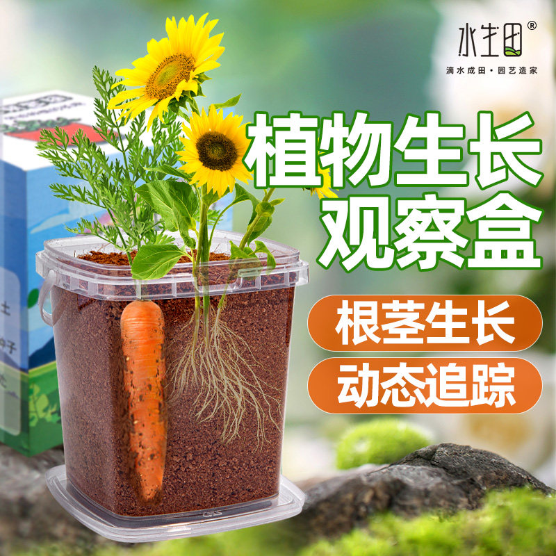 速发儿童植物发植观察盒日记根系生长明盆栽罐头迷你种芽透小套装