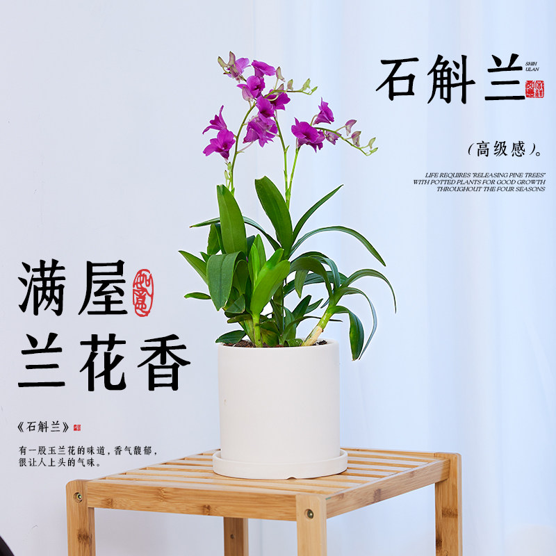 速发石斛兰盆栽带花懒人盆七彩泼墨秋石斛兰花室内四季开花卉植物