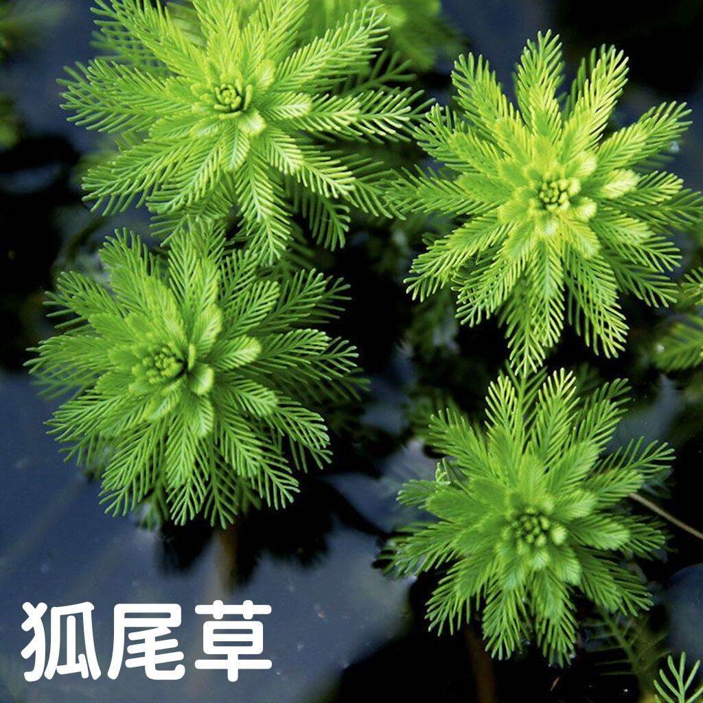 懒人水草水葫芦苗浮萍养鱼养龟漂浮性水草鱼缸造景净化水质水芙蓉
