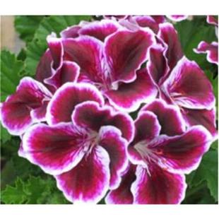 天笠葵花苗天竺葵天竺葵花苗盆栽重瓣大花洋绣球苗驱蚊草四季开