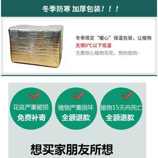 室内盆栽植物不需要阳光的花卉喜阴除甲醛大叶绿萝长藤大盆办公室