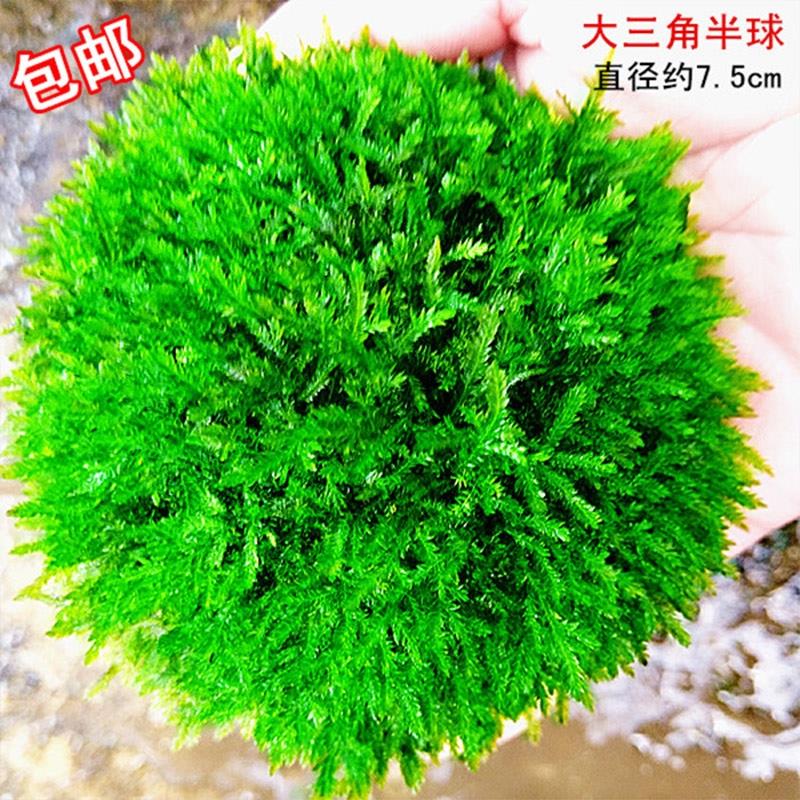 极速鱼缸造景水草大三角珊瑚鹿角苔凤尾苔坨草沉木树