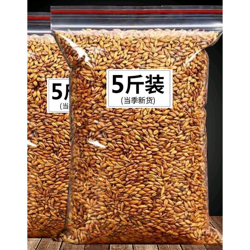 大麦茶原味浓香型麦芽零售苦荞茶代用/花草茶