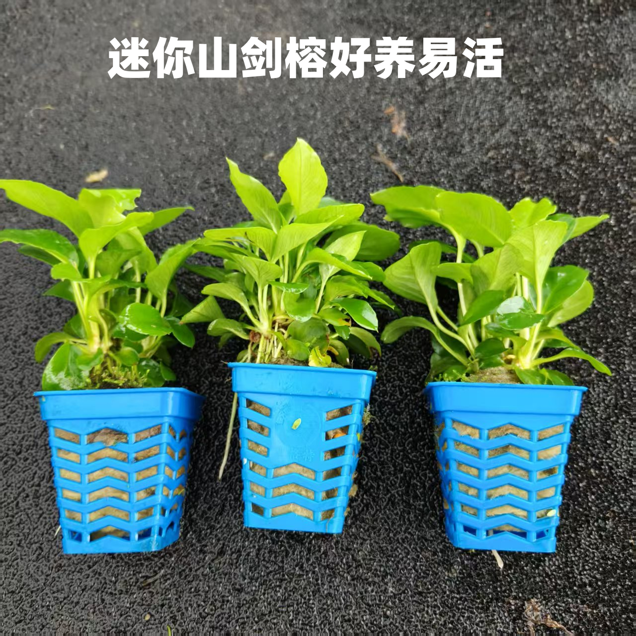迷你山涧榕鱼缸水草沉木造景迷你榕懒人新手阴性草溪流缸造景