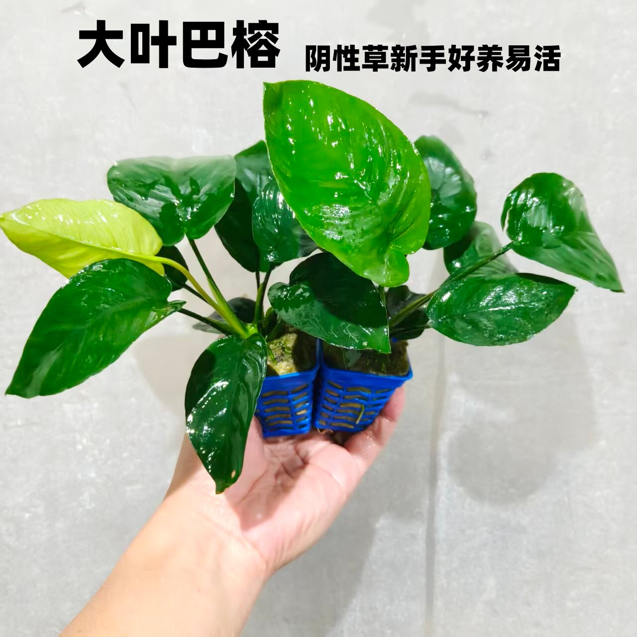 大叶巴榕新手懒人好养活阴性草水草造景水培植物