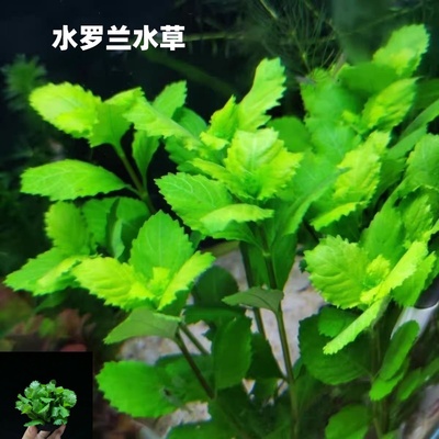 水罗兰坨草鱼缸造景净水增氧