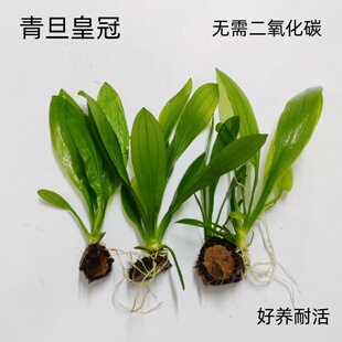 青旦红旦皇冠水草喷泉椒草水下叶鱼缸造景植物阴性水草好养易活