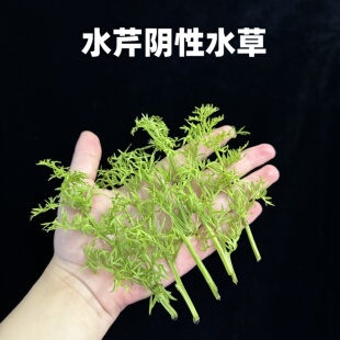 水芹阴性好养水草净化水质易成活水草缸原生溪流雷龙缸造景