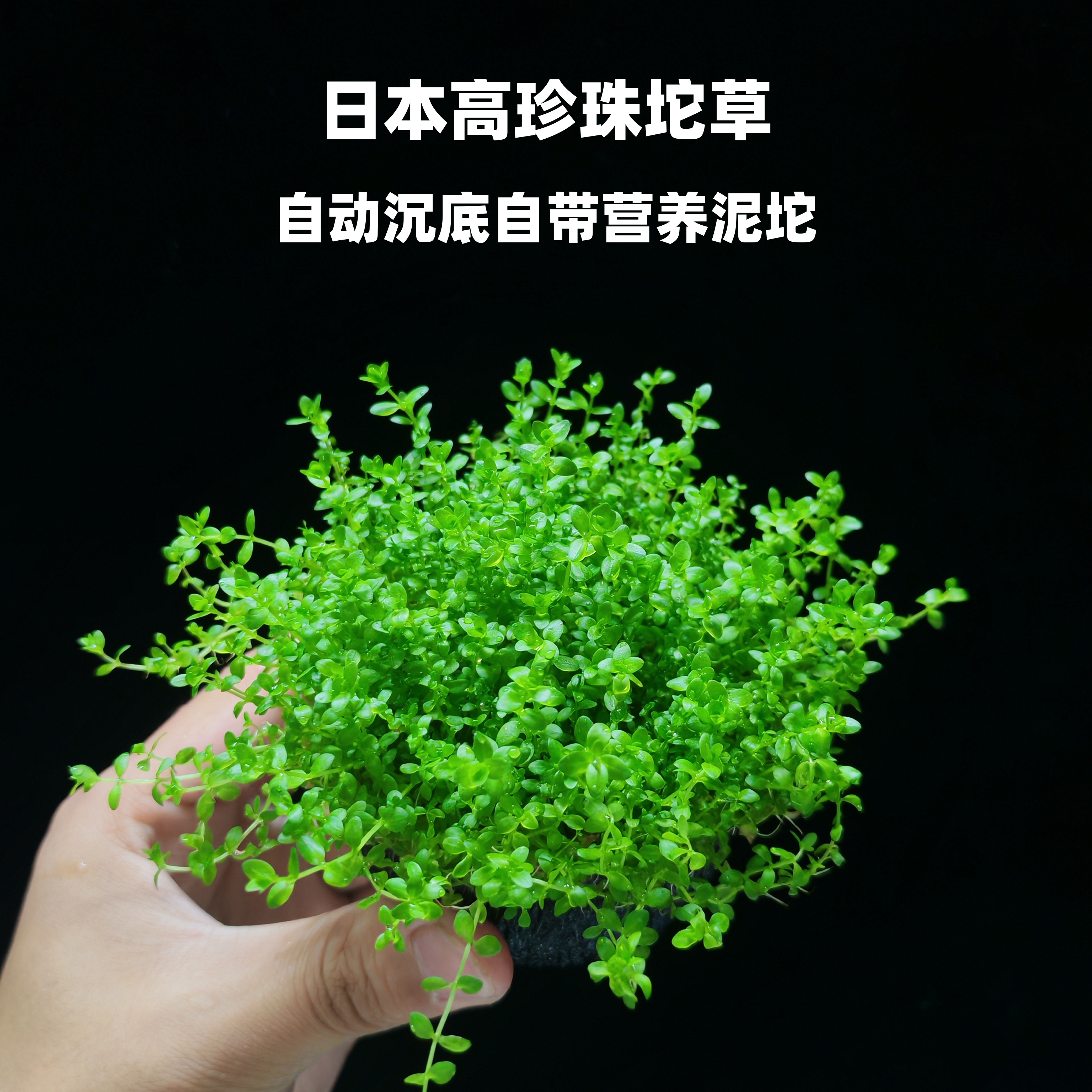 日本高珍珠草珍珠草坨草沉水草鱼缸造景新手懒人活体水草